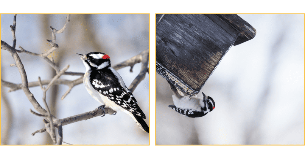 Downy Woodpecker in the snow