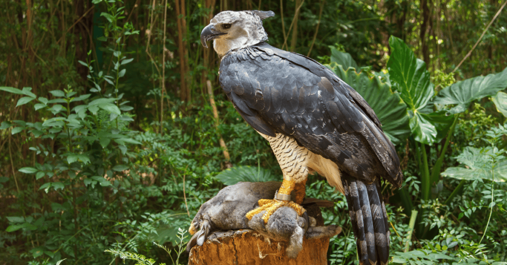 Harpy Eagle eating a bunny
