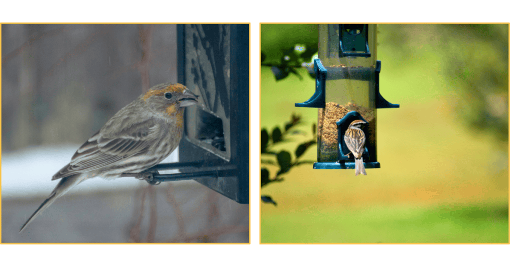 House Finch in the snow