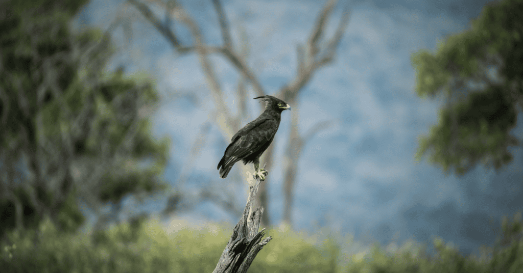 Long-Crested Eagle