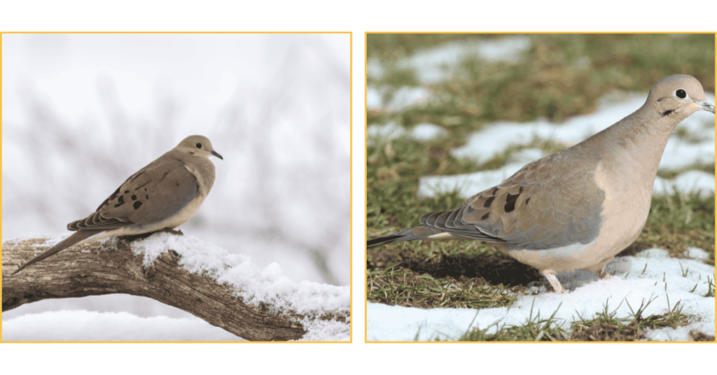 Mourning Dove in the snow