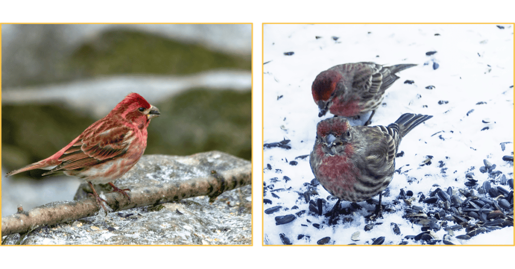 Purple Finch in the snow