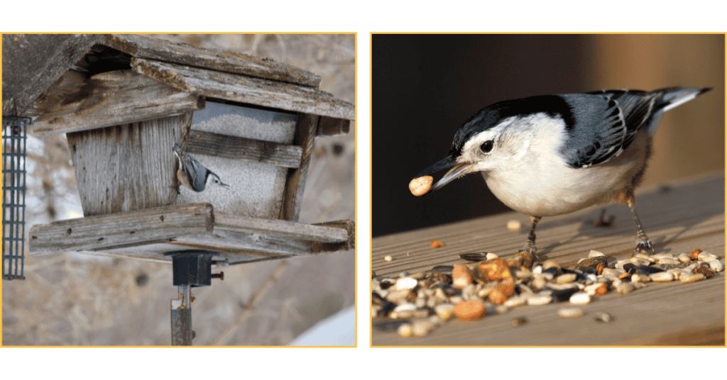 White-breasted Nuthatch in the snow
