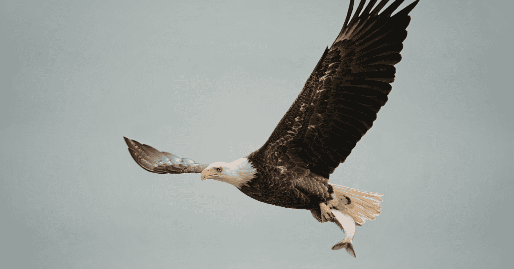 bald eagle carrying fish