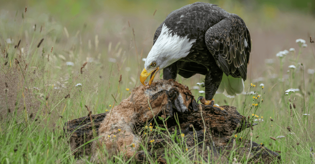 bald eagle eating fox