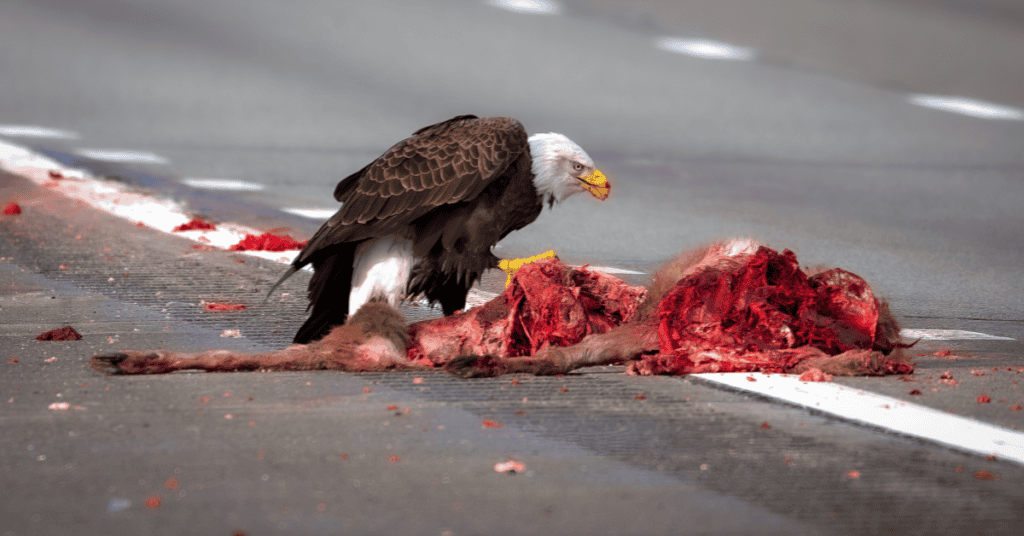 bald eagle eating road kill