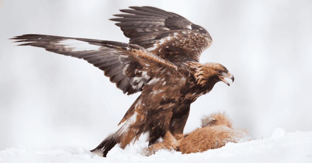 golden eagle eating mammal