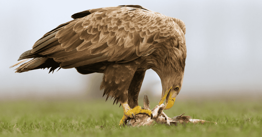 white tailed eagle eating fish