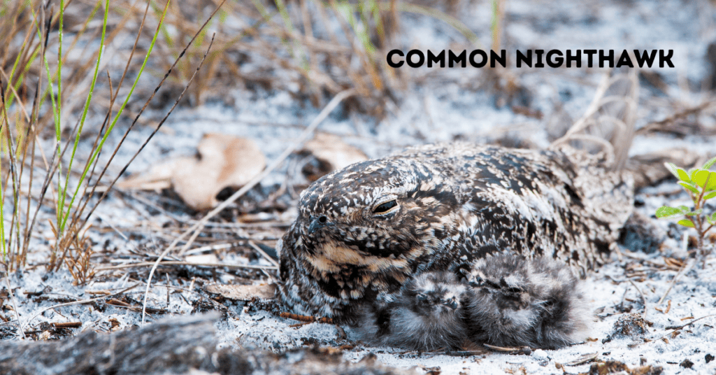 Common Nighthawk