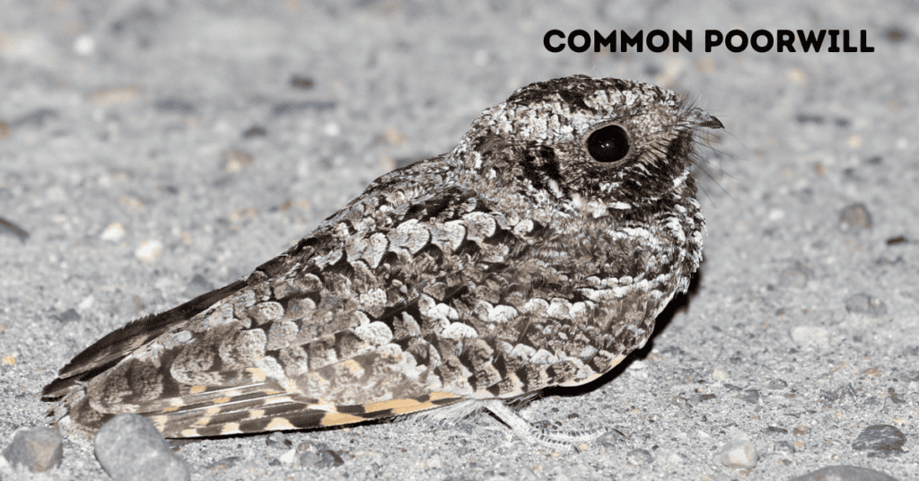Common Poorwill