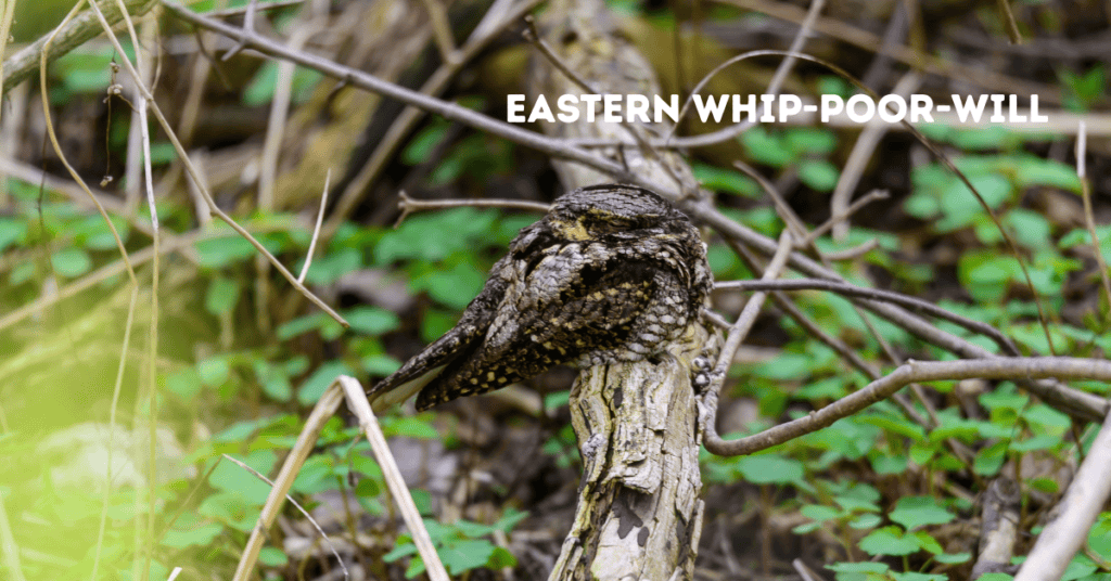 Eastern Whip-poor-will