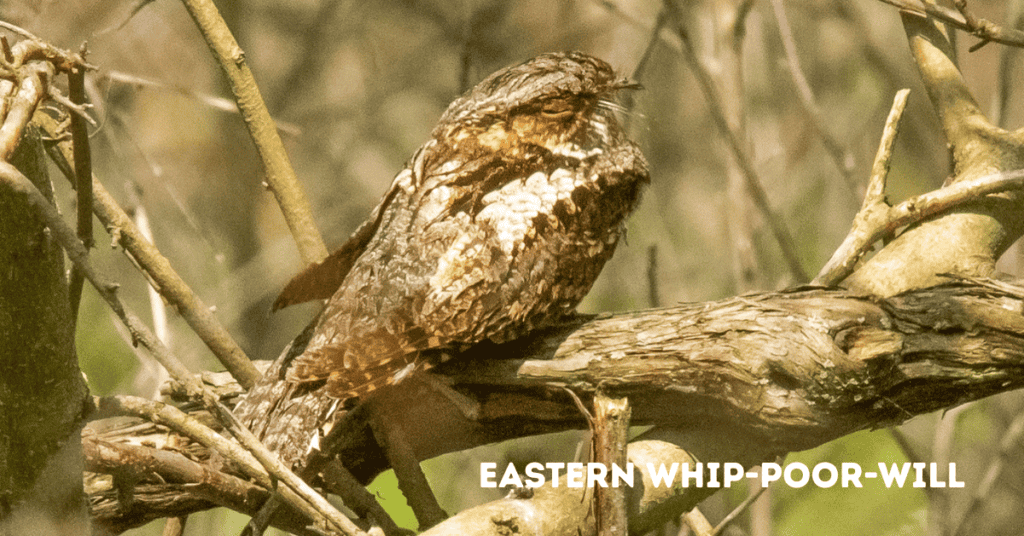 Eastern Whip-poor-will (2)