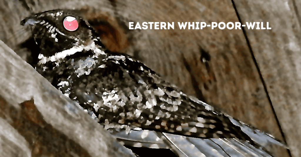 Eastern Whip-poor-will with eye shine
