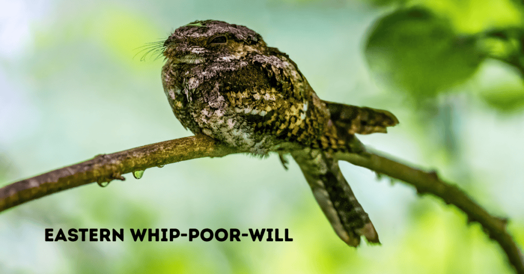 Eastern Whip-poor-will (4)