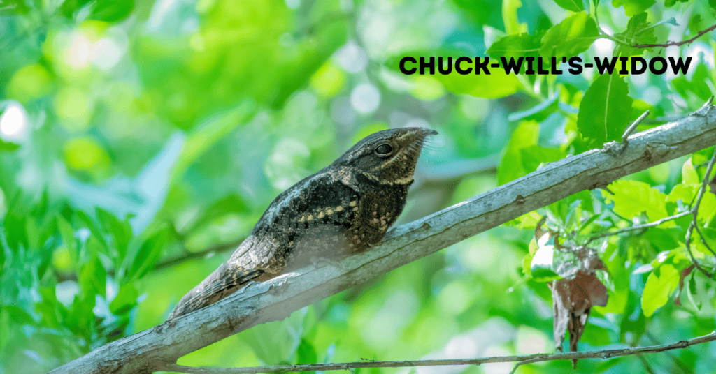 chuck-will's-widow