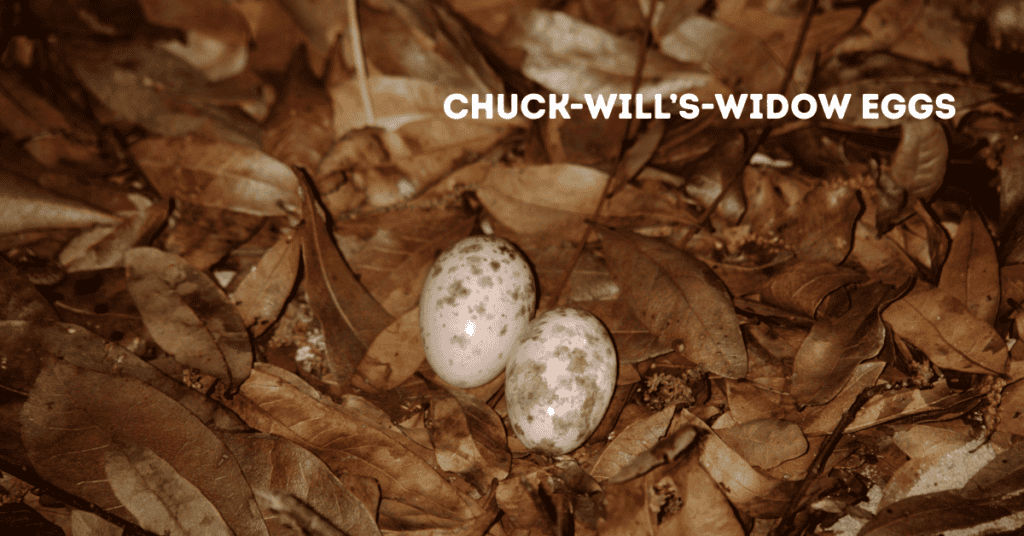 chuck-wills-widow eggs in leaf litter