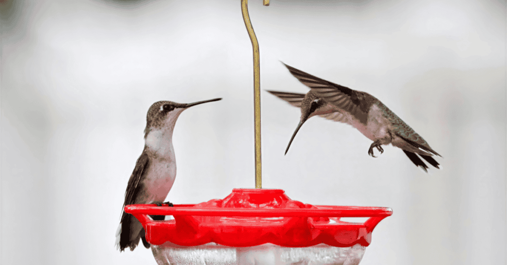 hummingbird feeder red