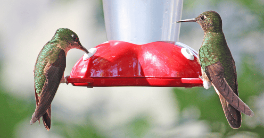 hummingbird feeder red