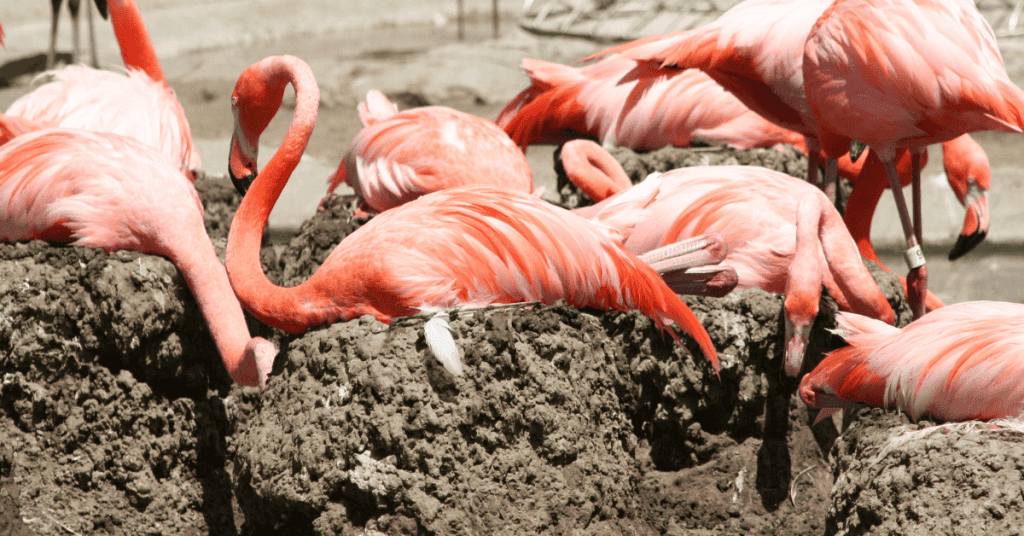 American Flamingo mud nest