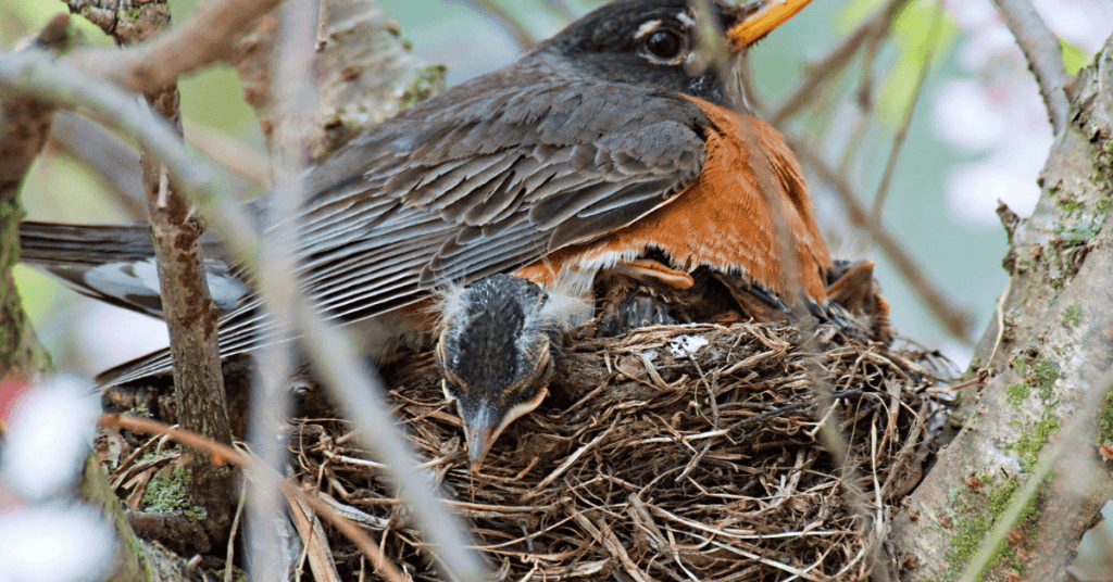 American Robin mud nest