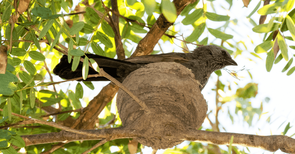 Apostlebird mud nest