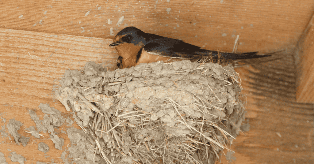 Barn Swallow mud nest