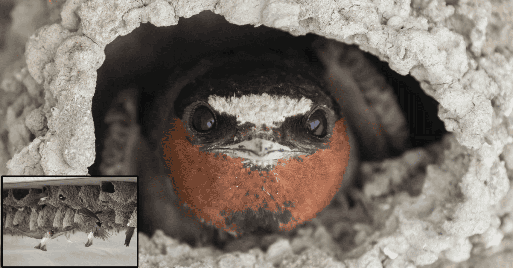 Cliff Swallow mud nest