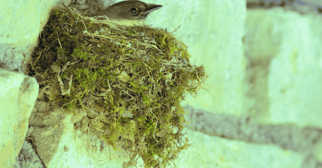 Eastern Phoebe mud nest