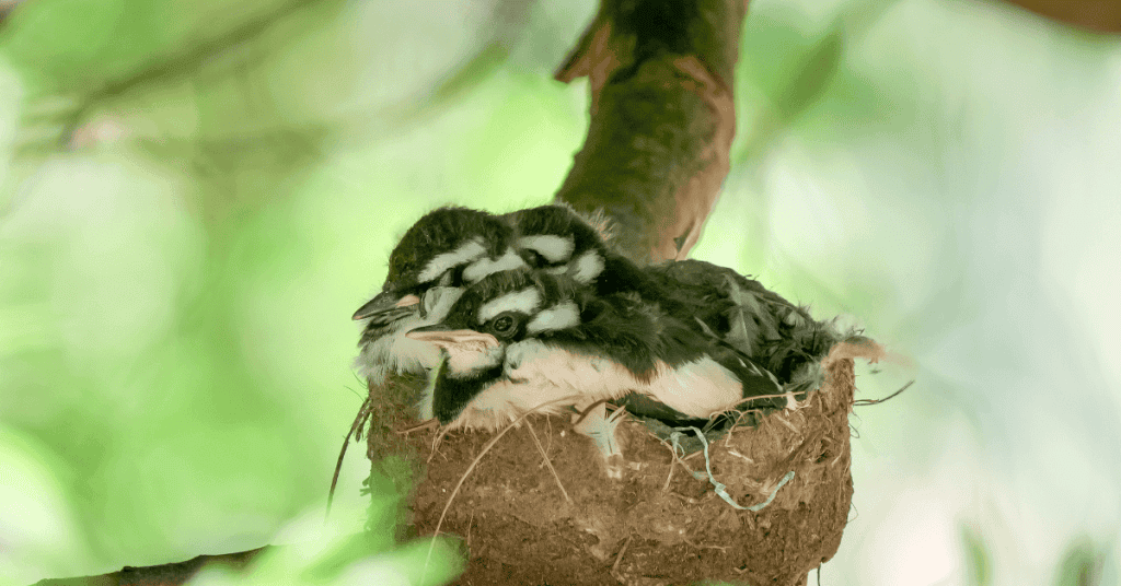 Magpie-lark mud nest