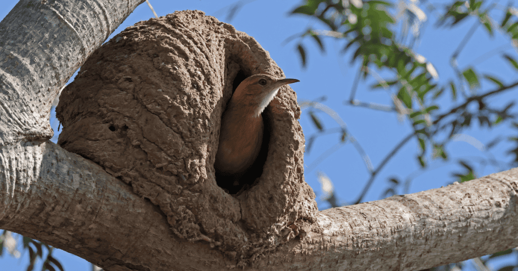 Rufous Hornero, Also Called the Red Ovenbird