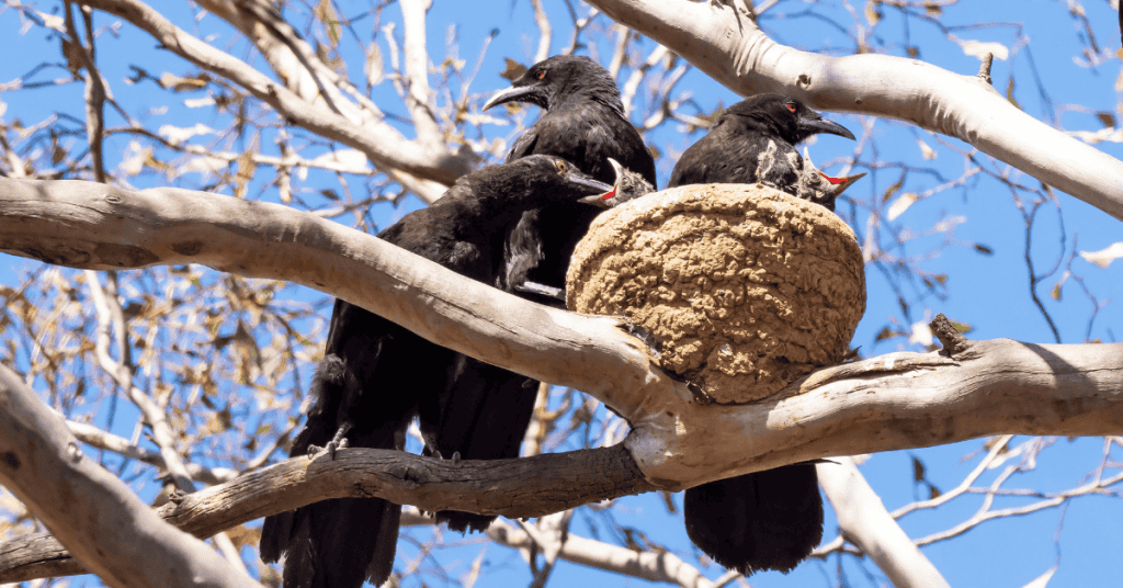 White-winged Chough mud nest
